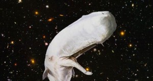Moby Dick in Space.