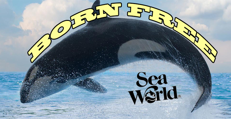 3 Reasons to Set the SeaWorld Orcas Free