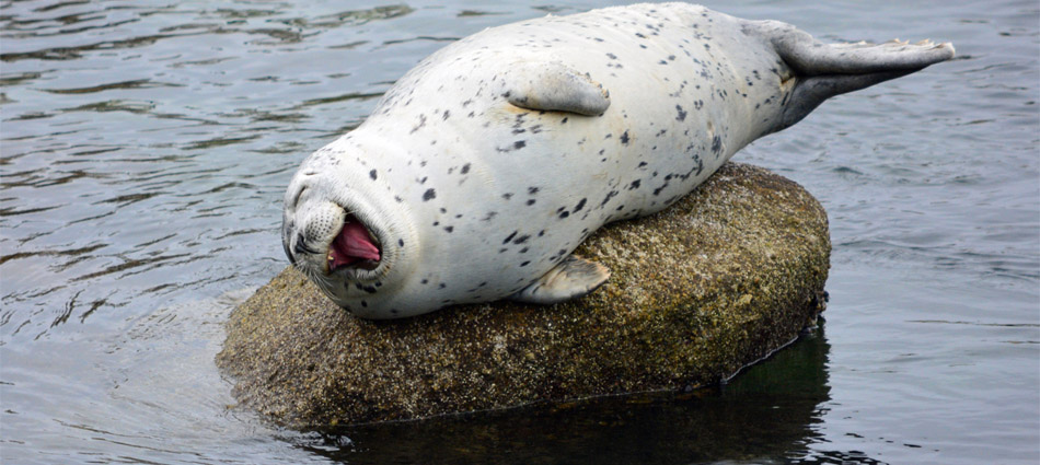 Seals Are the Jello Puppies of the Sea
