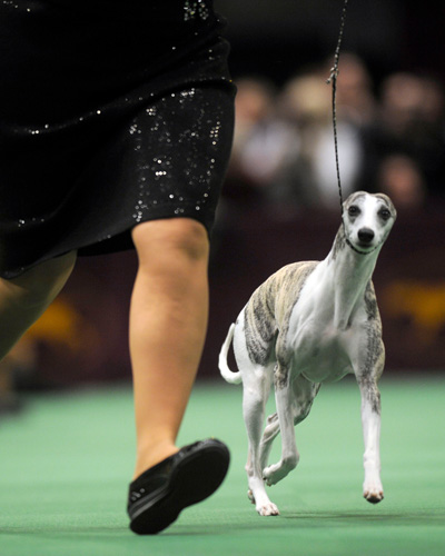 italian greyhound at westminster dog show